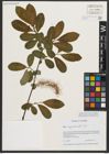 Foto von Salix appendiculata Vill.